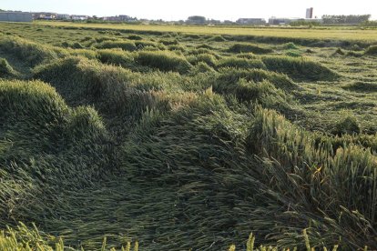 Imagen de la situación en la que ha quedado un campo de cereales en Linyola tras las lluvias.