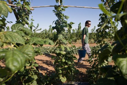 Una explotació d'agricultura ecològica.