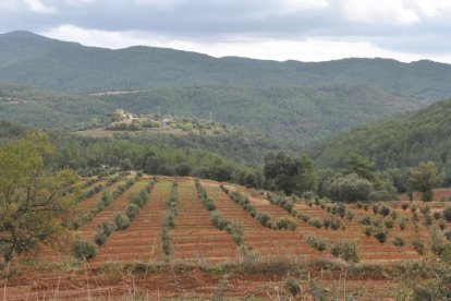 Una plantación de trufas.