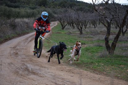 Un participant de la categoria ‘bikejoring’, durant la competició d’ahir.