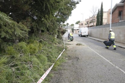 Trabajos para despejar la calzada de la partida Boixadors tras la caída de un árbol.