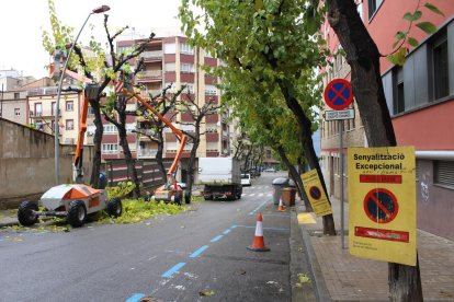 La poda dels arbres del carrer