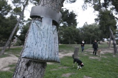 Bosses en troncs de pins contra la processionària