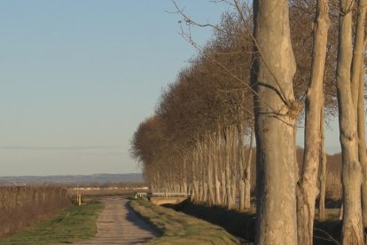 Vista dels arbres de la zona del canal d’Urgell a Bellcaire.