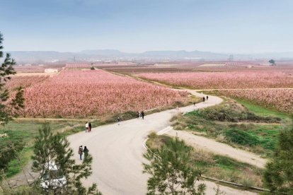 Aitona, Torres de Segre y Montoliu estrenan las rutas para ver los campos rosados