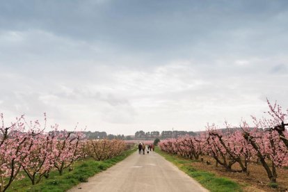 Aitona, Torres de Segre y Montoliu estrenan las rutas para ver los campos rosados