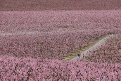 Campos en flor en el Bajo Segre.