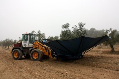 Imatge de recol·lecció mecànica d’olives en una finca de Maials.