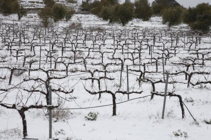 Una vinya nevada a la sortida de l’Albi.