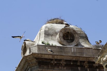 Imatge d'arxiu de nius de cigonya a la Catedral de Lleida.