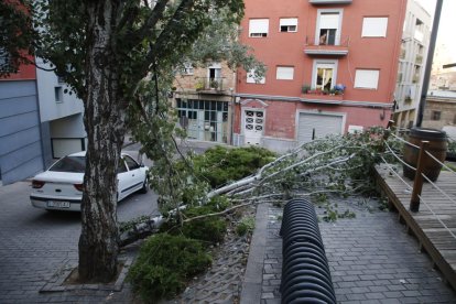 Imagen del árbol caído en el cruce de la calle la Mesquita con la plaza Aurembiaix d'Urgell.