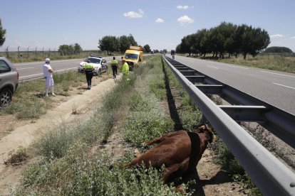 El vedell, mort a l'autovia A-2