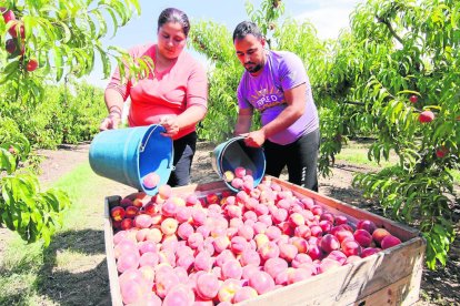 Recollida de préssec en una finca de Lleida.