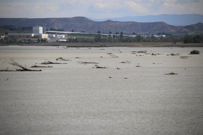 El fort corrent ha arrossegat una gran quantitat de troncs.