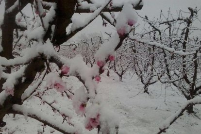 Árboles ya florecidos este miércoles en Alfarràs cubiertos de nieve.