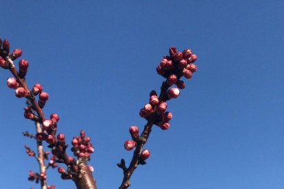 Imatge d'albercoquers en flor a Seròs.