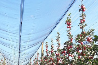 Labores de recogida de manzana de la variedad Pink Lady ayer.