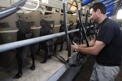 Ordeñado de cabras en las instalaciones de Cal Quitèria en Almacelles, ayer.