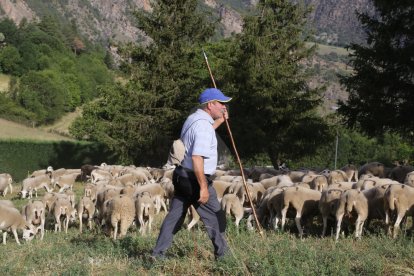 Tanca l'última explotació d'ovelles de Farrera després de 2 atacs d'os aquesta setmana