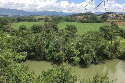 Verneda a la ribera del Ter a les Masies de Voltregà, que acull una important colònia d'ardeids.