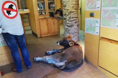 L'acció de protesta ha tingut lloc a l'oficina del Parc Natural de l'Alt Pirineu a Llavorsí.