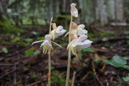 Imagen de la orquídea detectada en el valle de Santa Magdalena. 