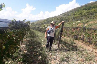 Las 22.200 cepas están plantadas a 1.200 metros de altitud en Riu de Cerdanya.