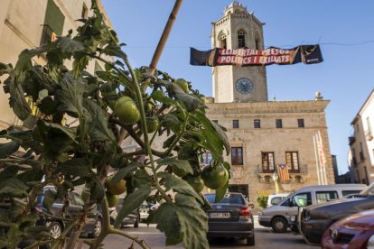 Imagen en primer plano de la tomatera y, al fondo, la Paeria de Cervera y Santa Maria.