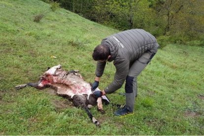 Imagen del carnero que fue atacado por el oso en Betlan. 