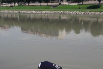 Repoblación de barbos en el tramo del Segre a su paso por Balaguer.