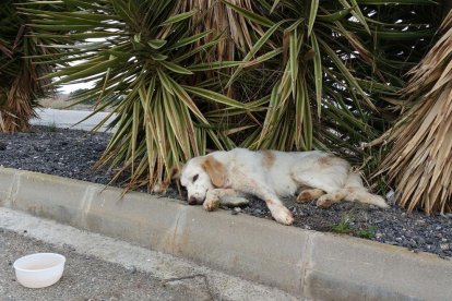 El perro fue hallado malherido tras ser atropellado en Corbins. 