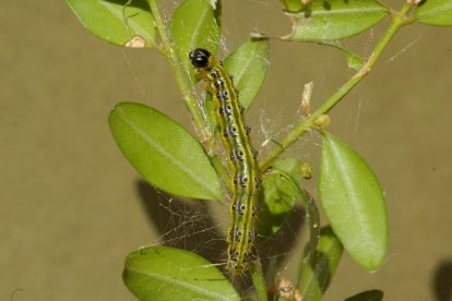 L’eruga que afecta els boscos de boix de la Val d’Aran.