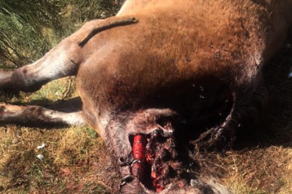 La yegua muerta en Bausen.