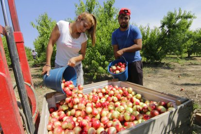 Imatge de recol·lecció de nectarines al Baix Segre l’any passat.