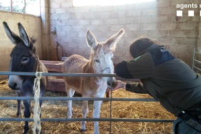 Els Agents Rurals han trobat una persona que s'ha fet càrrec dels animals.