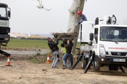 Els tècnics van retirar un niu abans de col·locar el mecanisme.