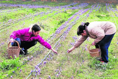 Imatge de la recol·lecció del safrà a la finca d’El Tossal de les Garrigues, a l’Albagés.