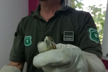 Un agente rural muestra la serpiente tras ser capturada.