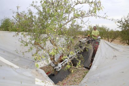 Imagen de recogida de almendra en el inicio de la campaña del año pasado en Maials.