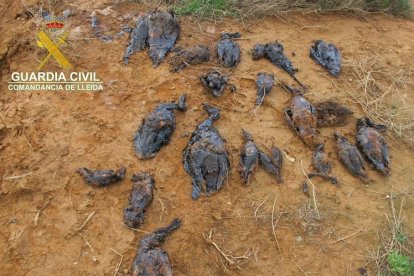 Imagen de las aves muertas que los agentes del Seprona encontraron en Soses en marzo. 