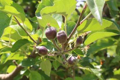 Imatge de pomeres captada ahir en una finca del Pla d’Urgell.