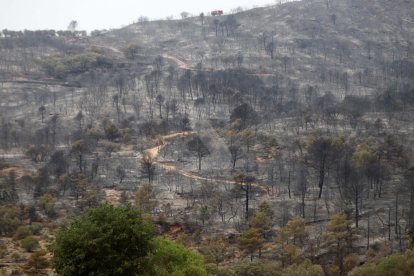 Terra cremada després de l'incendi de Baldomar