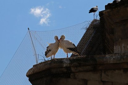 Tres cigüeñas en la parte trasera de la Catedral, el pasado martes.