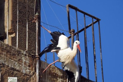 La cigonya que ha quedat atrapada a l'església de Sant Martí de Lleida aquest matí.