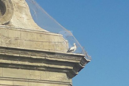 Una de les cigonyes atrapades aquest dilluns a les xarxes de les cúpules de la Catedral de Lleida.