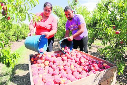 Inici de la campanya de recollida de fruita de pinyol a Lleida el mes de maig passat.