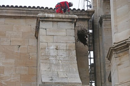 La Catedral, sin nidos de cigüeñas por primera vez en más de 30 años 