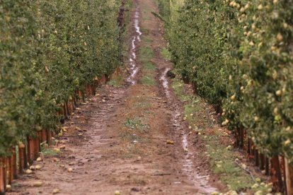 Imatge captada en una finca de pereres de Sunyer poc després de descarregar la tempesta.