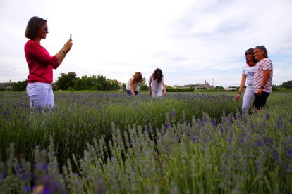 Primera edición de la feria de floración de la lavanda en L’Horta