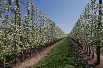 Imatge de pereres que han registrat la floració en unes dates inusualment tardanes.